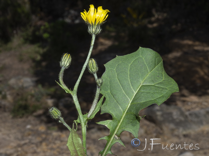 Crepis tingitana.04