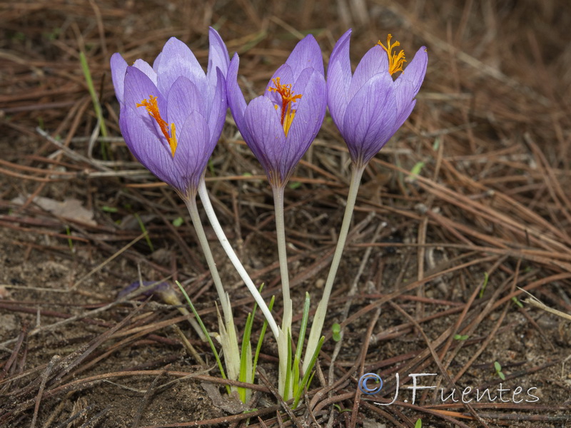 Crocus clusii.01