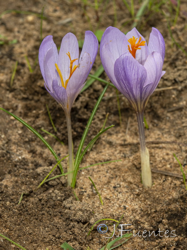 Crocus clusii.02