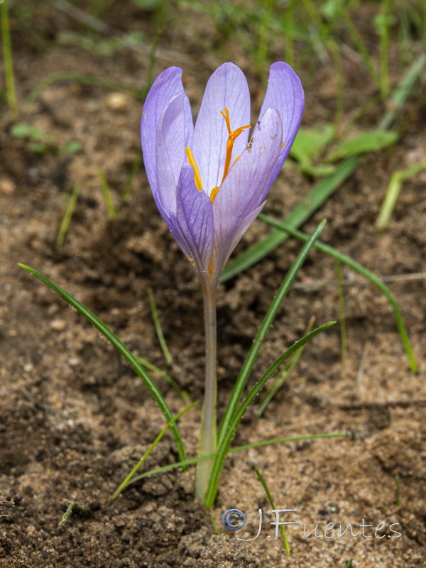 Crocus clusii.03