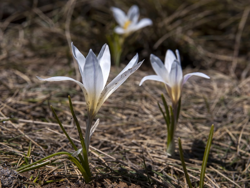 Crocus nevadensis.01