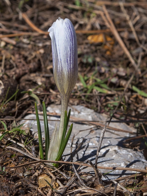 Crocus nevadensis.06