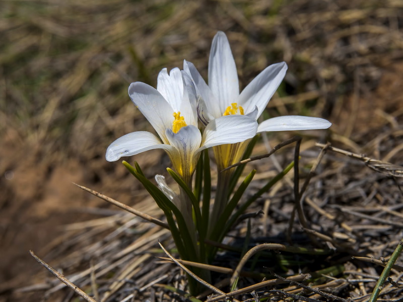 Crocus nevadensis.07