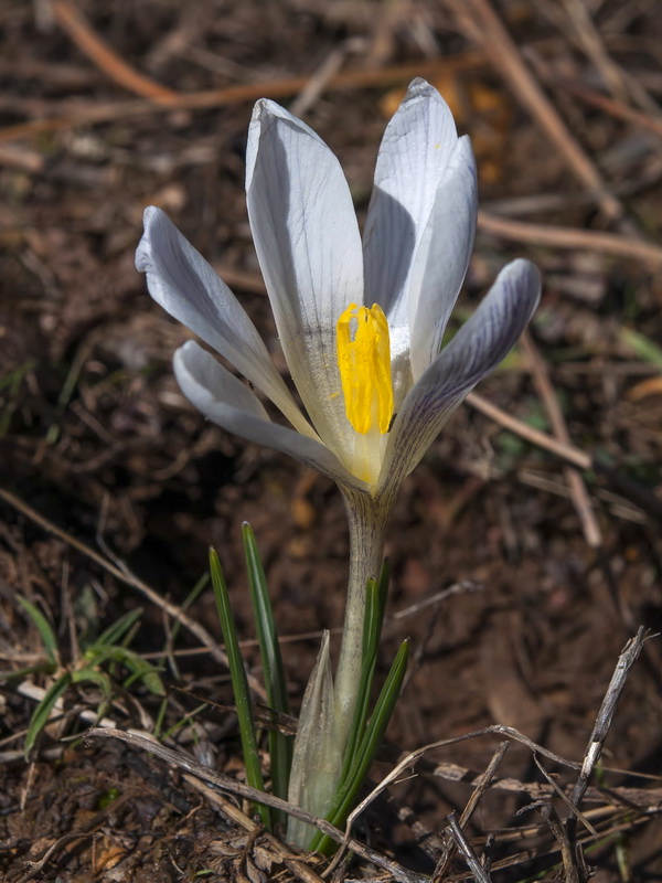 Crocus nevadensis.08