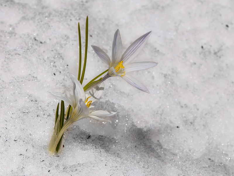Crocus nevadensis.09