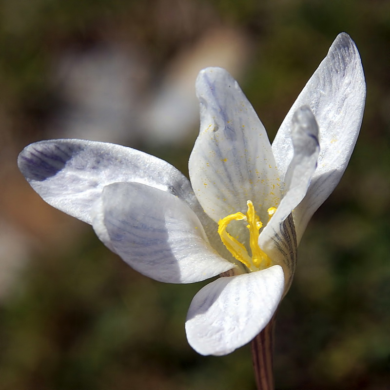 Crocus nevadensis.13