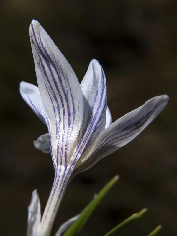 Crocus nevadensis.14