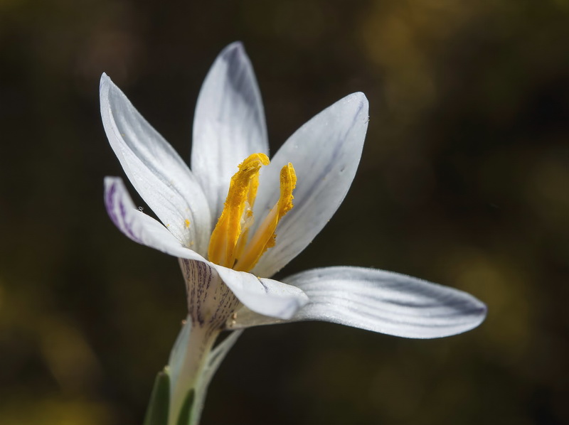 Crocus nevadensis.21