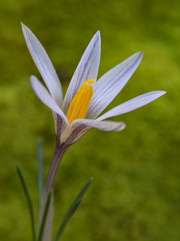Crocus nevadensis.23