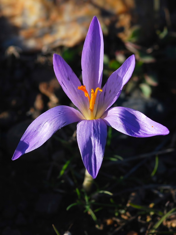 Crocus serotinus.14
