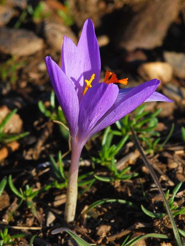 Crocus serotinus.17