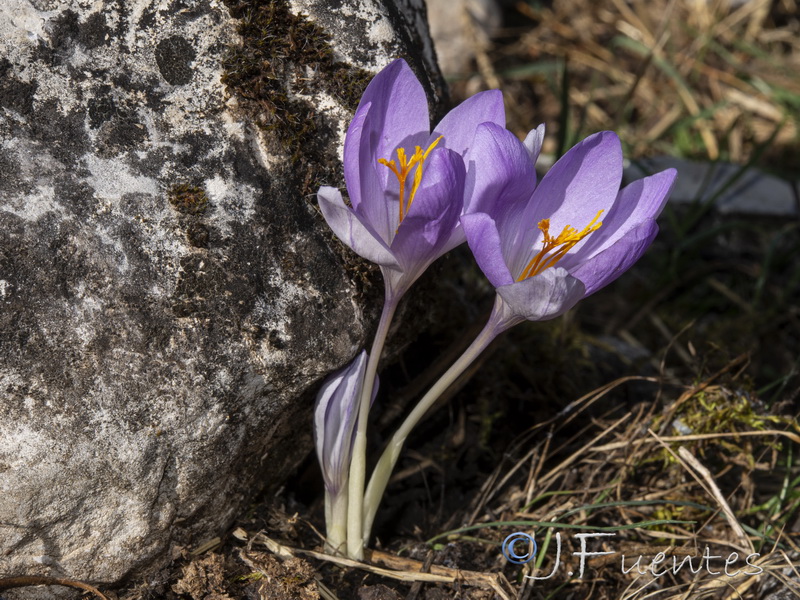 Crocus serotinus.28