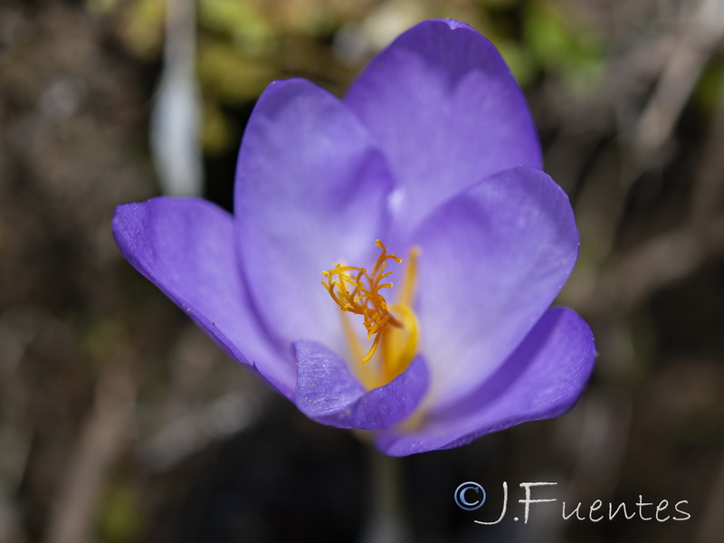 Crocus serotinus.08
