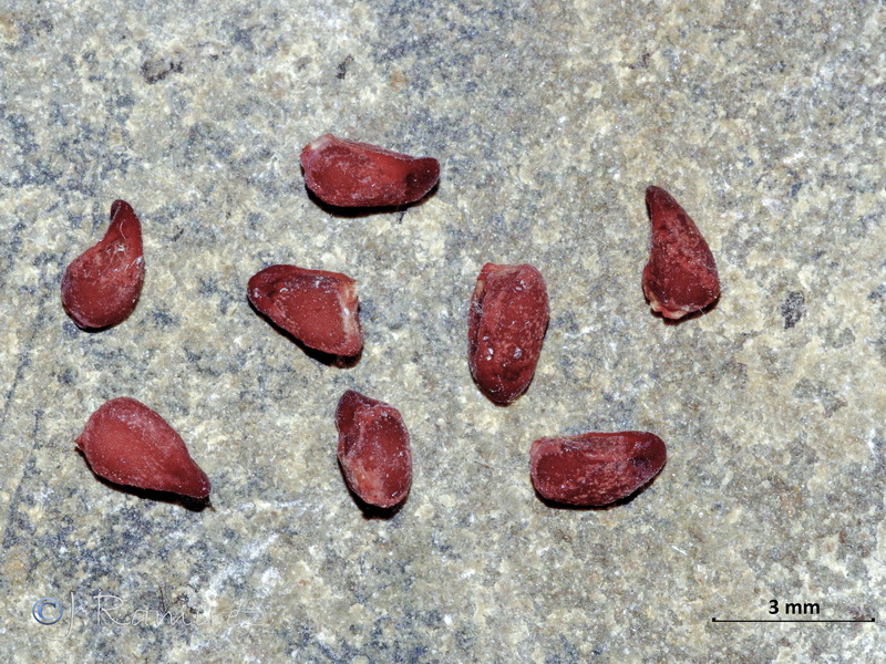 Crocus serotinus.46