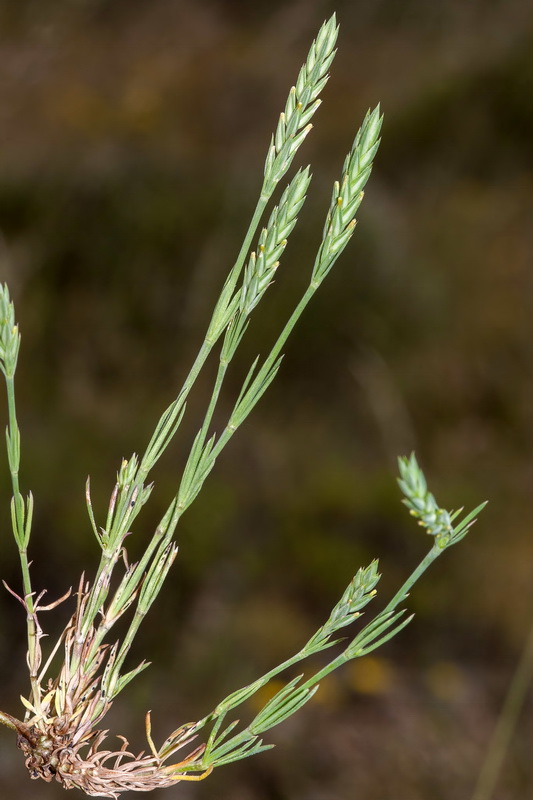 Crucianella angustifolia.02