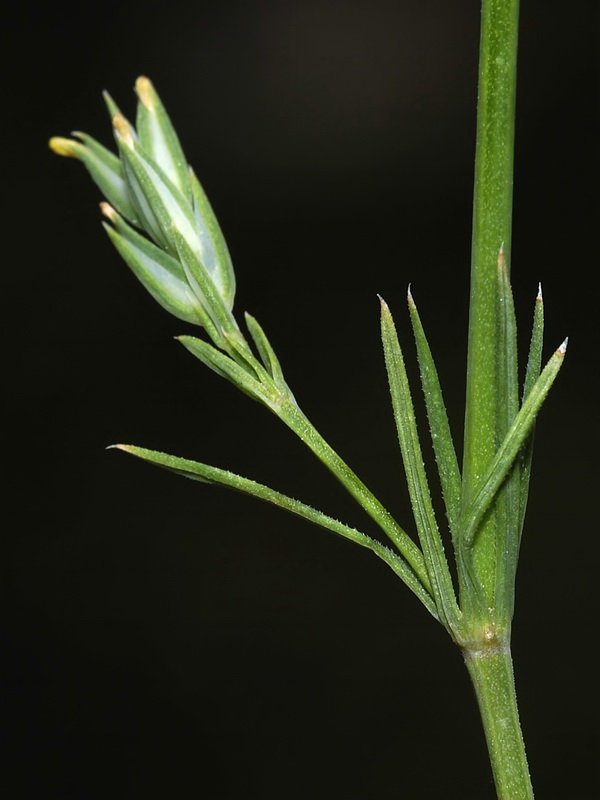 Crucianella angustifolia.04