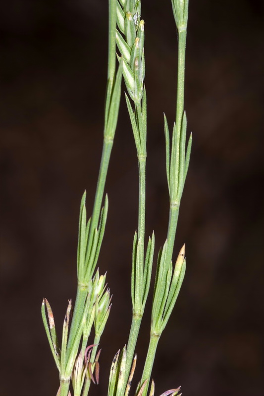 Crucianella angustifolia.05