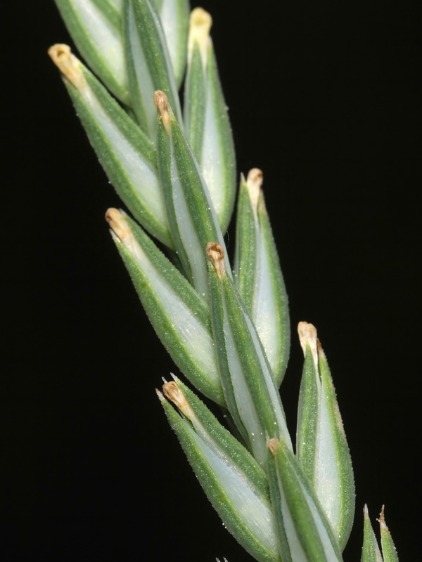 Crucianella angustifolia.11