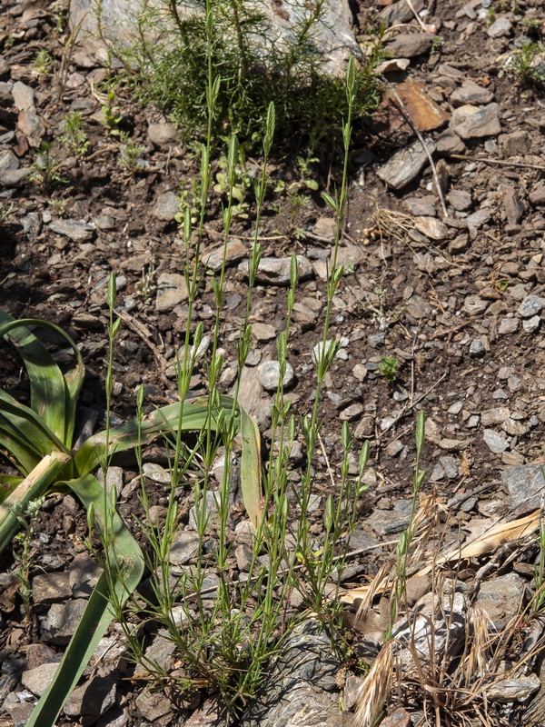 Crucianella angustifolia.17