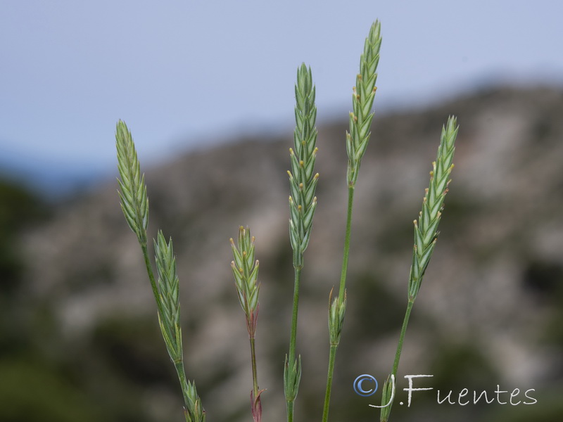 Crucianella angustifolia.20