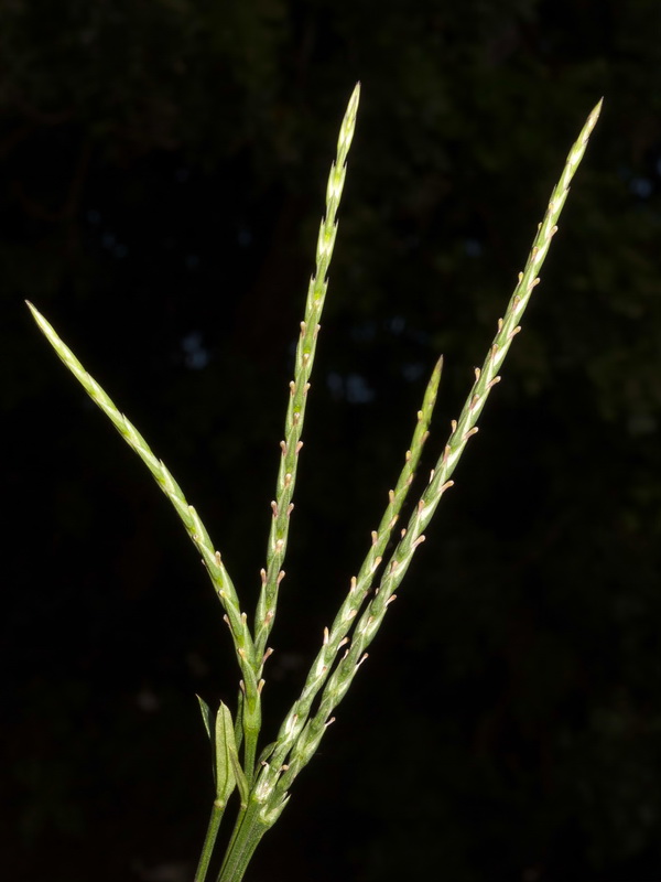 Crucianella latifolia.03