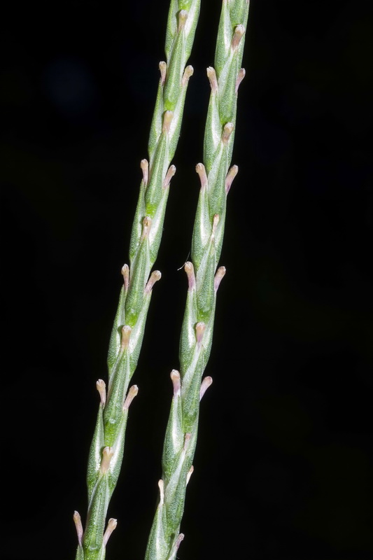 Crucianella latifolia.05