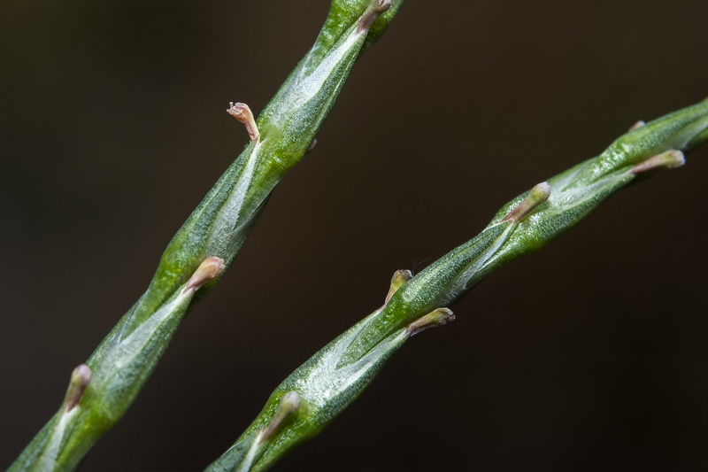 Crucianella latifolia.06