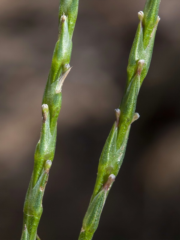 Crucianella latifolia.07