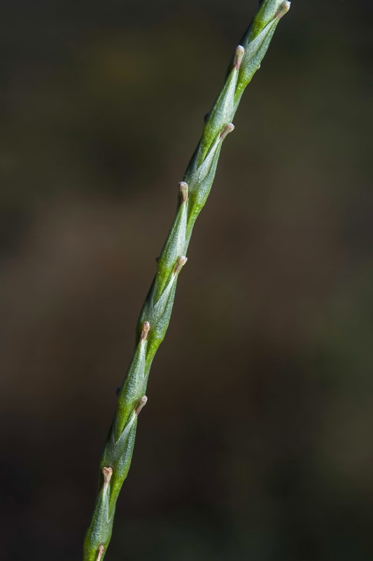 Crucianella latifolia.09
