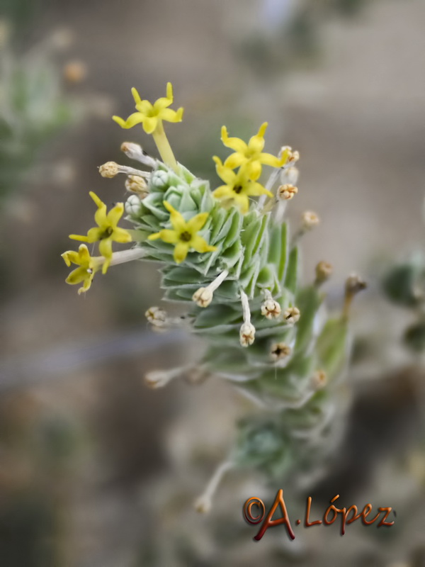 Crucianella maritima.04