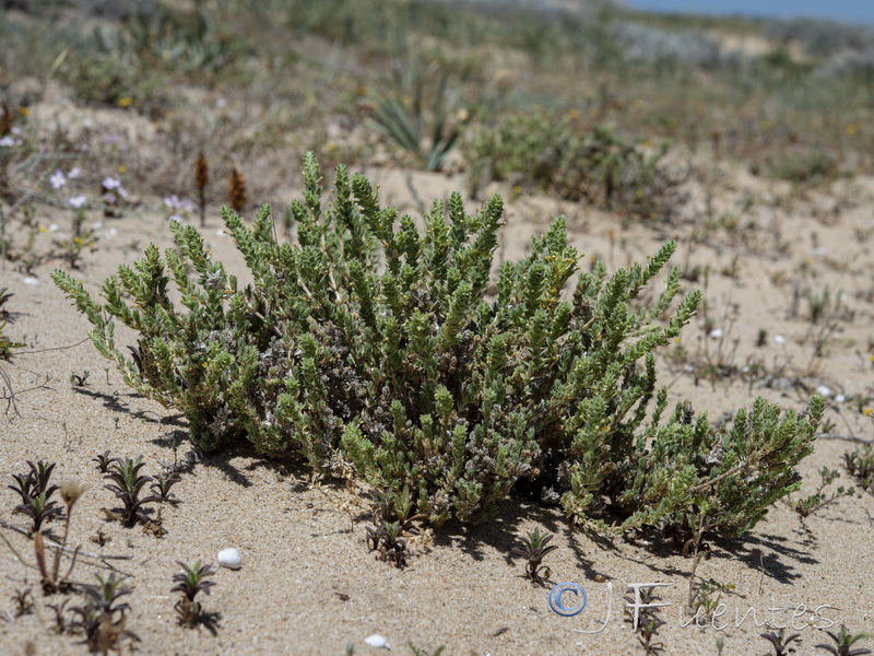 Crucianella maritima.07