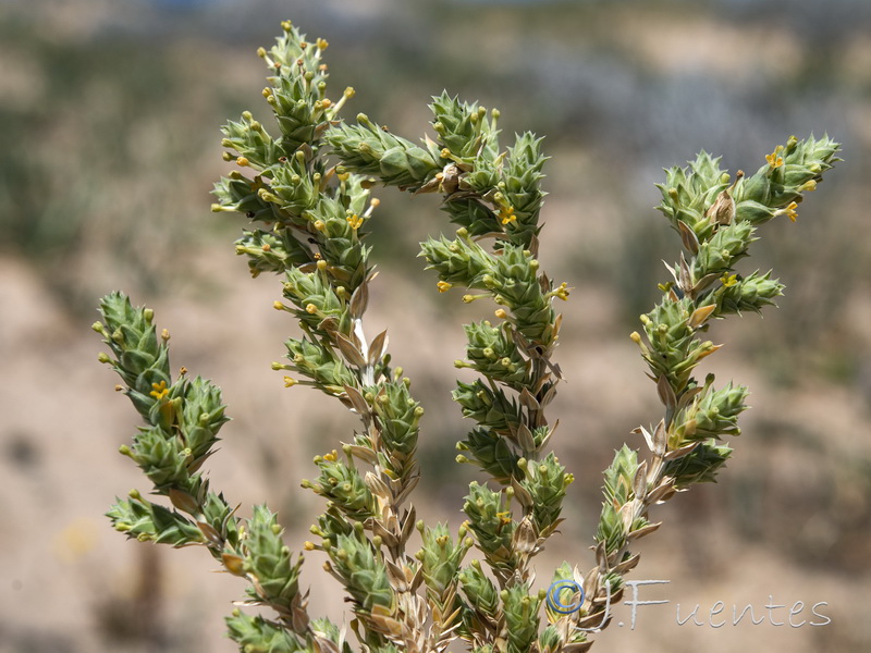 Crucianella maritima.08