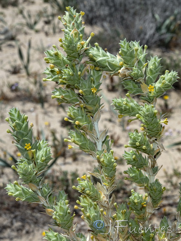 Crucianella maritima.09