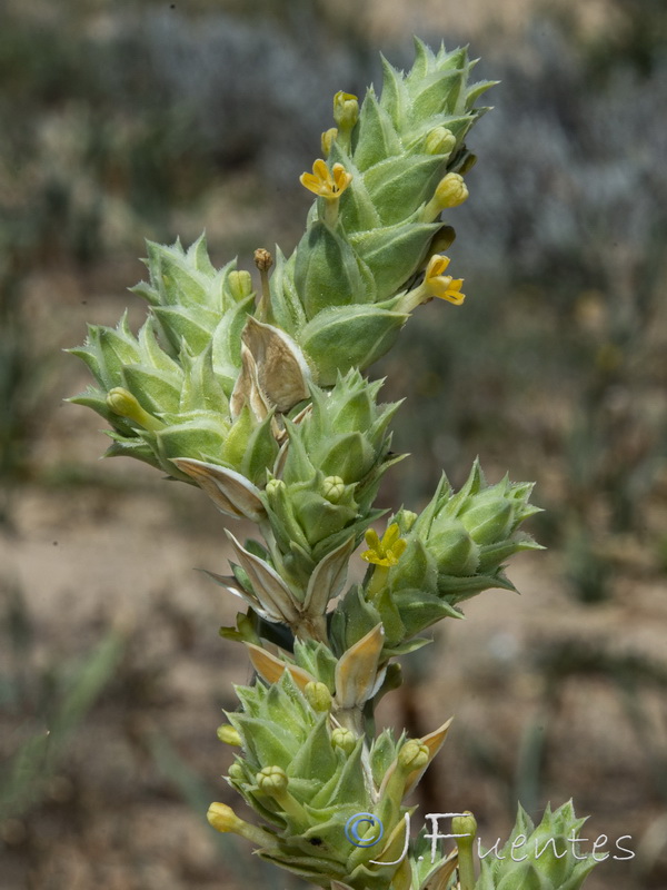 Crucianella maritima.10