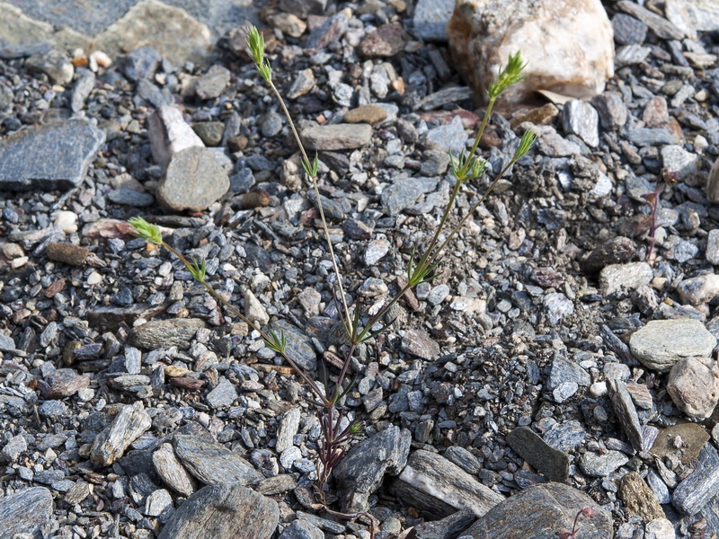 Crucianella patula.01