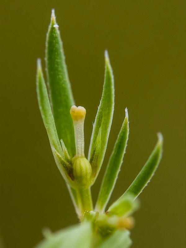 Crucianella patula.08