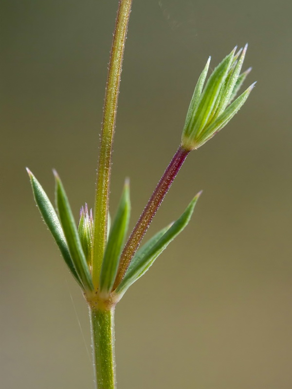 Crucianella patula.09