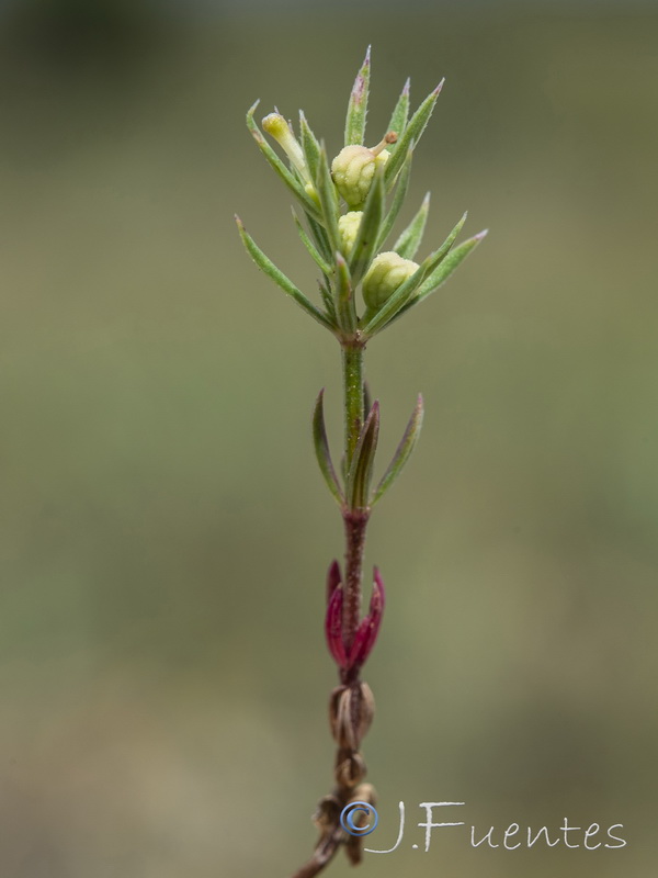 Crucianella patula.13