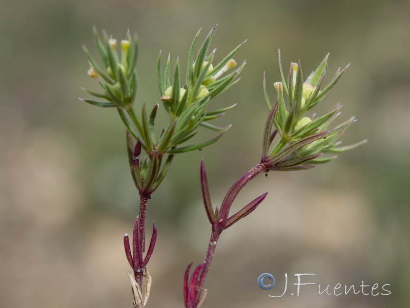 Crucianella patula.04