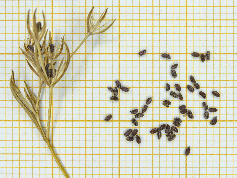 Crucianella patula