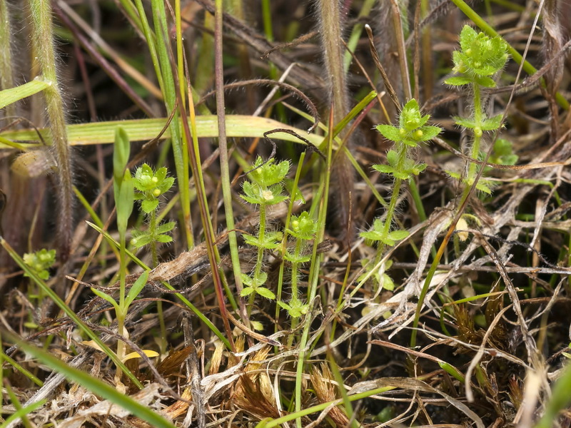Cruciata pedemontana.01