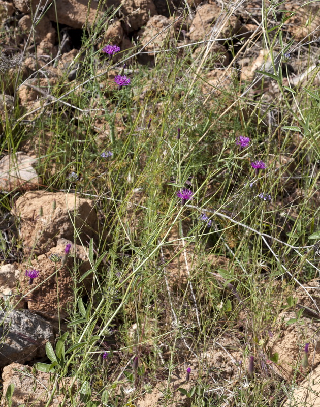 Crupina crupinastrum.01