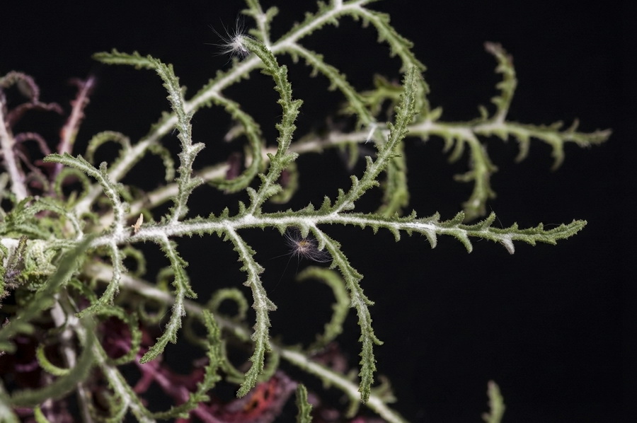 Crupina crupinastrum.04b