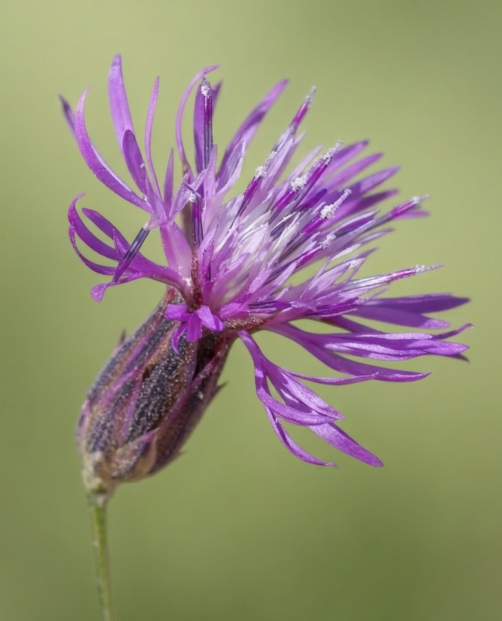 Crupina crupinastrum.10b