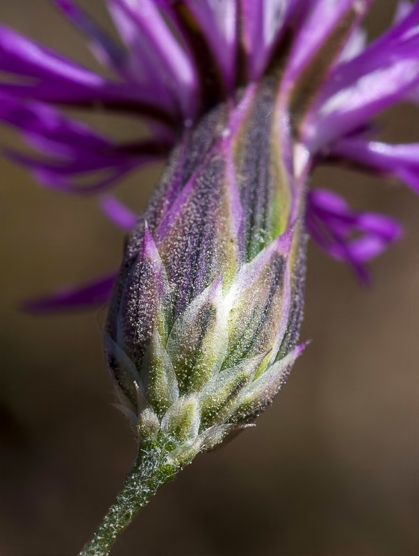 Crupina crupinastrum.16