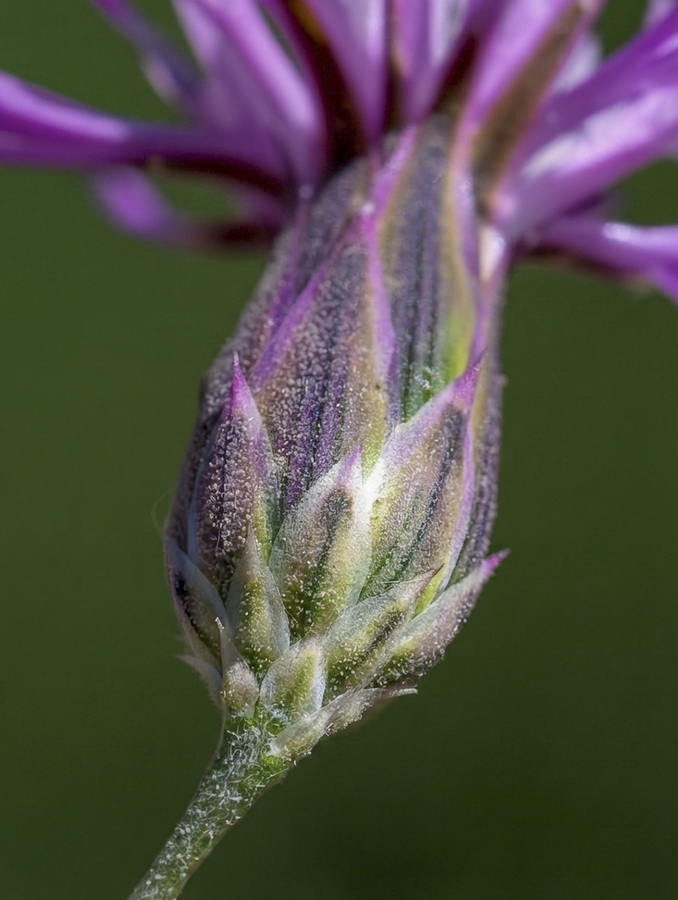 Crupina crupinastrum.16b