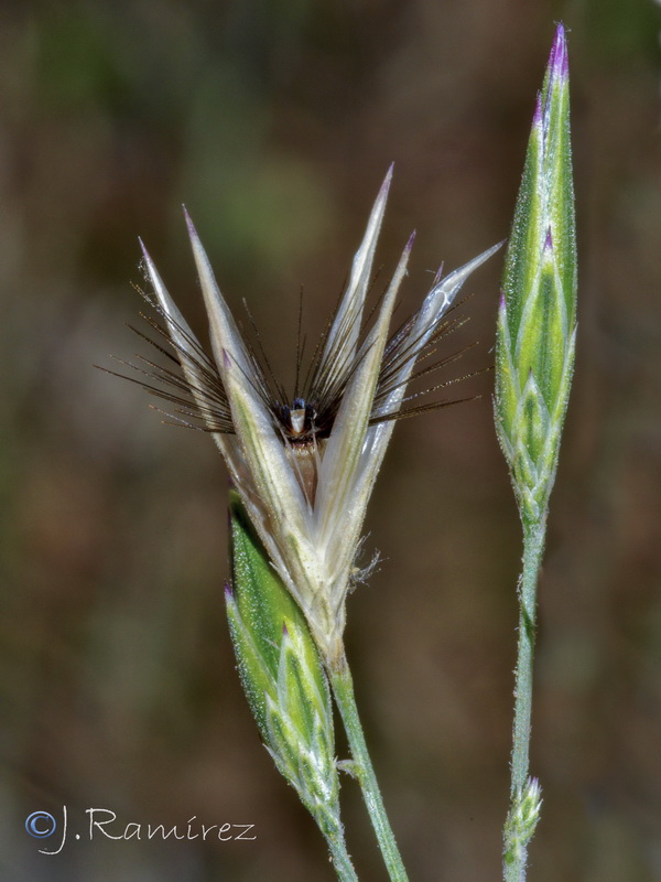 Crupina crupinastrum.18