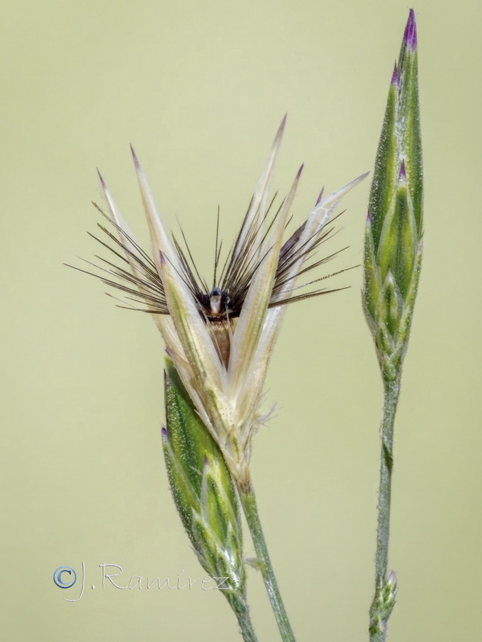 Crupina crupinastrum.18b
