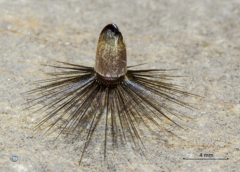 Crupina crupinastrum.20