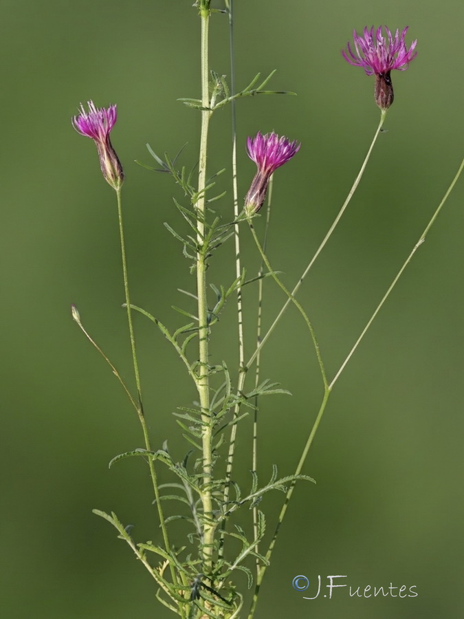 Crupina crupinastrum.21b